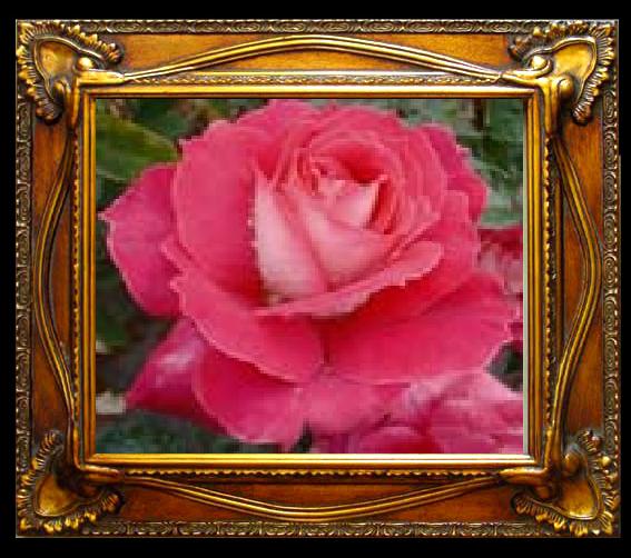 framed  unknow artist Realistic Red Rose, Ta070-2